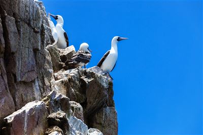 Paracas Nationalpark mit Tölpel auf Felsen